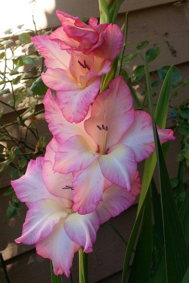  photo 20140727_145705-2_zpsjpt10vsd.jpg